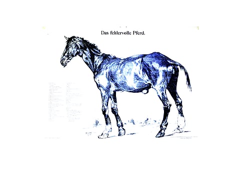 Tuliko ostettua "fehlervolle pferd", kuten saksalainen sanoo - hevonen pitkän vikalistan kanssa?  Asiasta tekee hankalan se, että vikoja on kaikenlaisia, osa näkyy, osa ei, osa haittaa, osa ei.
