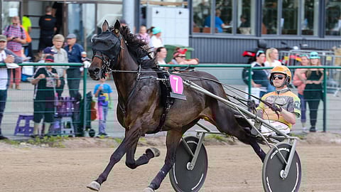 Yolo Savoy oli viime kesänä mukana ikäluokkalähdöissä. Lappeessa se metsästää kauden toista Toto75-voittoa.