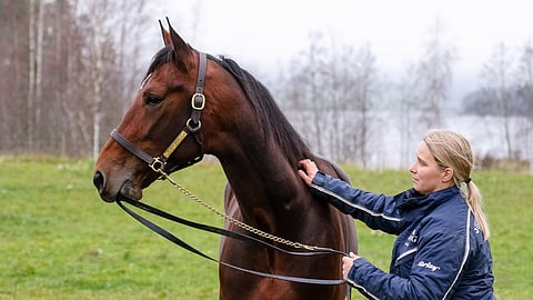 Riina Rekilän vielä toistaiseksi valmentama Tetrick Wania saatetaan kilpailukutsujen puolesta nähdä 13.4. Vermossa, vaikka Breeders Coursen karsinta peruuntuisikin