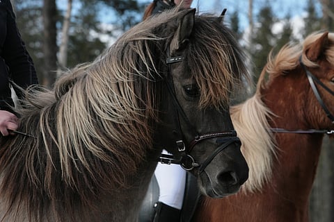 Islanninhevoset jäävät toistaiseksi ilman uutta kansainvälistä kilparataa. 