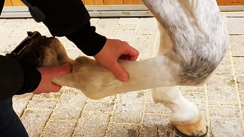 Jännealueen vauriot ovat ikäviä, sillä niiden paraneminen on hidasta. Keskiviikon 9.2. Hevosurheilussa on paljon jänneasiaa.