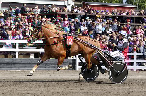 Poikolan Neito osoitti Lahden kuningatarkisadebyytissä olevansa kyvyiltään suomenhevostammojen parhaimmistoa.