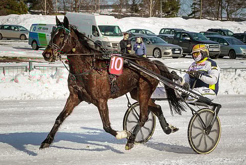 Amiraal Victor kilpailee lauantain avainhevosena.