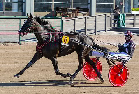 Johan Untersteiner tuo Dear Friendin Seinäjoki Raceen, vaikka kotiradalla Halmstadissa ajetaan samana päivänä V75-ravit.