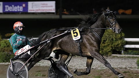 Stonecapes Sparrow debytoi voitokkaasti Mauri Jaaran treenistä. Valmentajan lisäksi myös ohjastaja oli vaihtunut, kun kuvassa hevosta ohjastavan Hannu Torvisen sijaan rattailla hääri treenari itse.