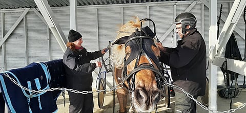 Sipilän omistajat Kirsti ja Jussi Evijoki riisuivat suojattinsa varusteita hienon kilpailun jälkeen. Ruunan kolmas omistaja on Päivi Ylitalo, joka on myös kasvattanut Sipilän yhdessä Jussi Saranpään kanssa.