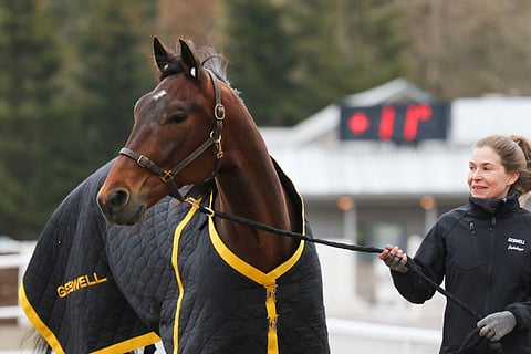 Next Direction ja sen hoitaja Annaleena Peippo 