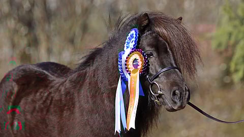 Thot of Langen, ykkösen shettisori.