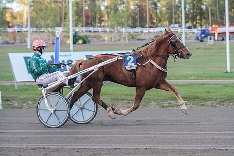 Hannu Torvisen ohjastama Ypäjä Luotsi on ykkösradalta mielenkiintoinen pelihevonen.
