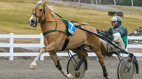 Marko Heikarin valmentama ja ohjastama Hetku on ideavihjeen toinen varma.
