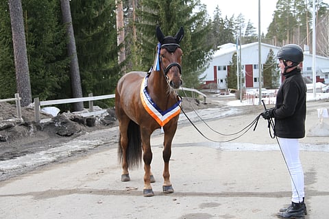 Kuukauden suomenratsu Rodrik on todella kiltti hevonen. Oripäivät voitettuaan se poseerasi hievahtamatta niin kauan, kuin oli tarpeen.