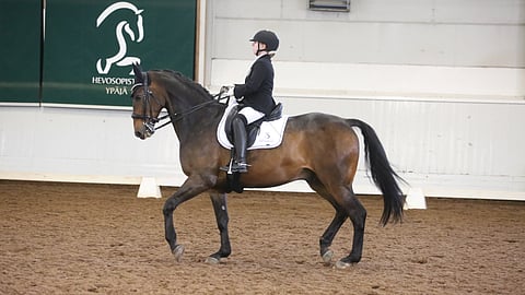 Taija Härkösen Radzi on pyhä yrjö -tason hevonen. 