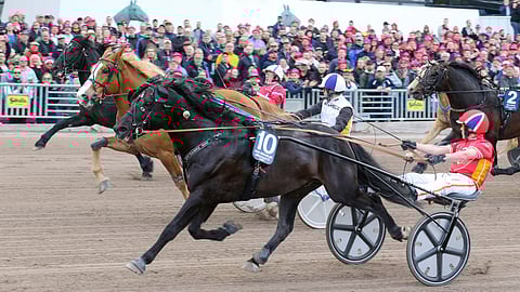 Elitkampenissa Stallone kiri kakkoseksi ja piti Månlykke A.M:n takanaan. Odd Herakles voitti.