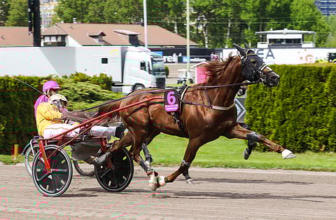Vernissage Grif starttaa Elitloppetissa.