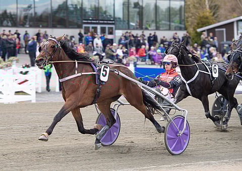 Kaksi viikkoa sitten Kuopiossa kauden kolmannessa kisassaan toisen voittonsa ravannut Global Withdrawl voi hyvinkin yltää huippupaikalta lauantain Sweden Cup -finaaliin. Santtu Raitala jatkaa rattailla.