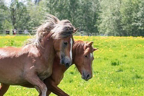 Orivarsoja Miehikkälässä.