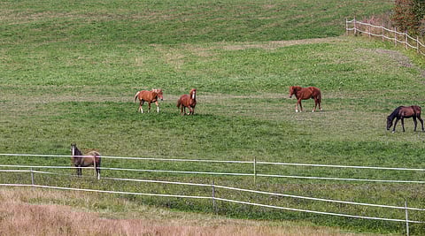 Hevosyrittäjille koulutetaan apuvoimia uudessa Hevosneuvos-hankkeessa.