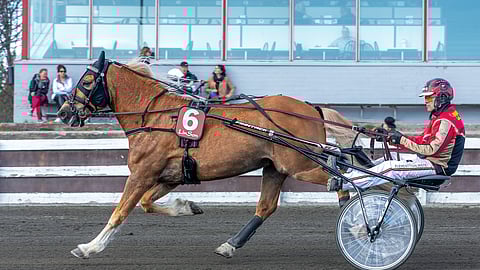 Vieremällä tulevana lauantaina kilpaileva Akimin on löytänyt kodin Sanna Heikkisen luota. Myös Tuomas Pakkasella on ollut iso rooli ruunan nousussa menestyksen tielle.