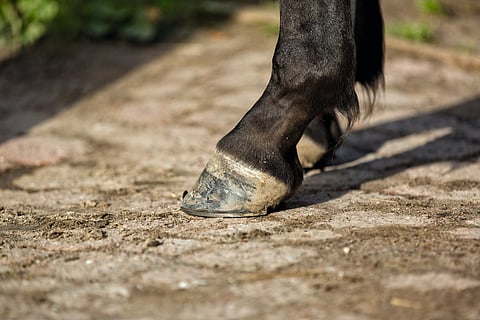 Vuohiskuopan tarttuvan ihotulehduksen aiheuttaja on selvinnyt.