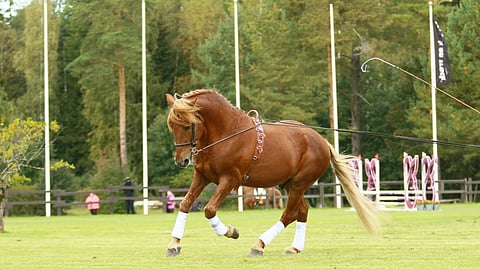 Herkko Hurmaus Orikavalkadissa 2021 Markku Nymanin esittämänä.