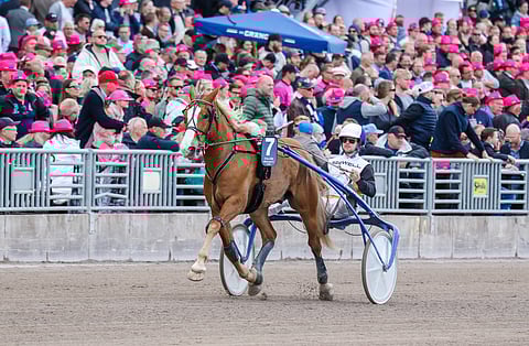 Stallone sijoittui viime vuoden Elitkampenissa toiseksi Iikka Nurmosen ohjastamana. Tänä vuonna Stallonella mielitään jälleen Solvallaan toukokuussa.