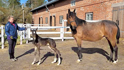 Tallimestari Petra Kiuru esittelee Mascate Matchin varsaa "Voittoa" 9 tunnin ikäisenä.