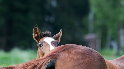 Viime vuoden tulosten perusteella maksettavia kasvattajapalkkioita odotellaan yhä.
