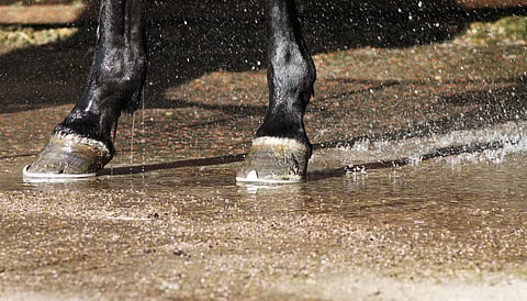 Viime talvena etenkin ravurien keskuudessa levisi poikkeuksellisen voimakkaita oireita aiheuttanut ihotulehdus. Kuvituskuva.