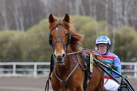 M.A. Piste juoksee lauantaina tammojen pitkän matkan kisassa yhtenä Hetviinan haastajista.