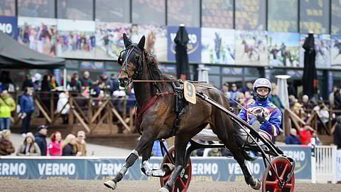 Lapland Royal kilpaili urallaan 37 kertaa totosijoin 11-4-3 ja tienasi 30  040 euroa.