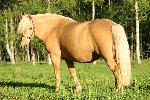 Nevan Karamelli (Voiveikko – Ilo Halla, E.V. Johtotähti) on Tiina Levanderin kasvattama 7-vuotias tamma, jonka ensimmäinen varsa syntyi vuonna 2019.