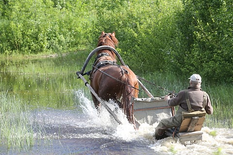 Kiitävän vesitreeniä. 
