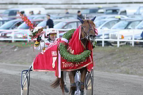 Kriterium-voittaja Cordiitta on osoittanut huippuperiyttäjäksi. Matti Viitalan puoliksi ostama Camppari (Tähen Toivomus) on sen yhdestoista varsa.