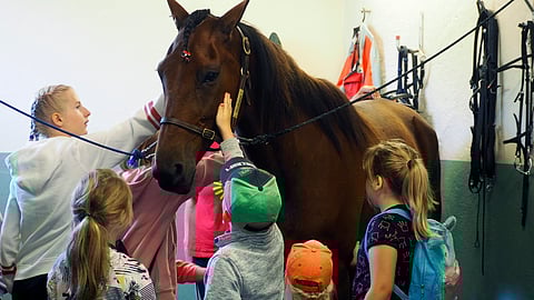 Koululaisvierailut hevosten ja ponien luokse löytyvät hankesuunnitelmasta, ja nyt ne voivat vihdoin toteutua, kun koronarajoitukset on purettu. Kuvituskuva.