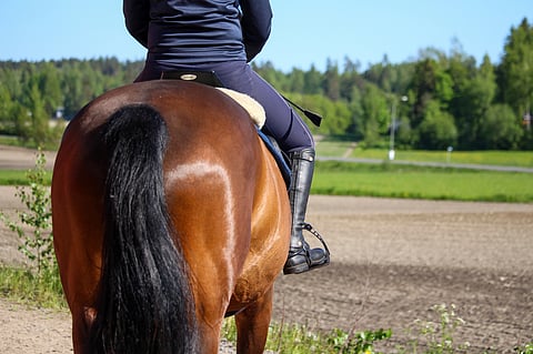 Pitäisikö hevostenkin oikeudet saada perustuslakiin?