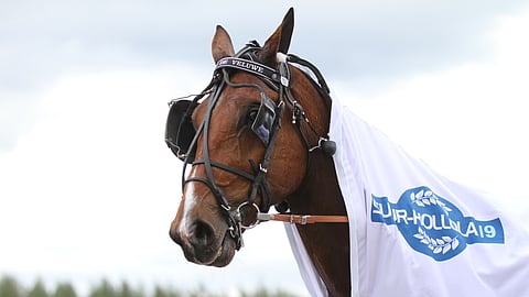 Hachiko de Veluwe voitti vuonna 2019 Suur Hollolan alkukilpailun, välierän sekä finaalin.