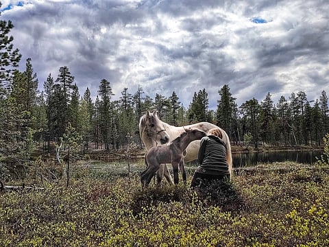 Lapissa on tarpeeksi tilaa mustangeille.