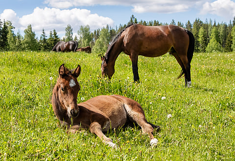 Parasta tukea kasvatukselle on, että varsoille on aitoa kysyntää.