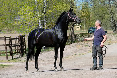 Chacco Boy on saanut tasaisesti tammoja.