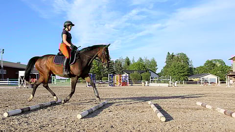 Kun hevosen halutaan venyttävän askeltaan, puomien välejä pidennetään asteittain.