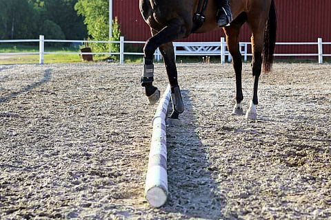 Ratsastusseura ehdottaa lisää hyvinvointia liiton toimintasuunnitelmaan: "Mielestäni tämä on täynnä pelkkiä mahdollisuuksia"