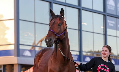 Jason´s Camden ja Aada Salo esittelyssä Kymi GP:n alla. Lauantaina hevonen nousee ideavarmaksi.