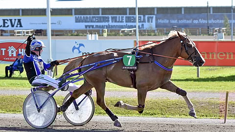 Kopran Taisto hakee lauantaina Kajaanissa lisää menestystä kovatasoisesta Toto75-kohteesta.