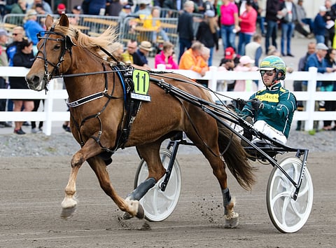 Taksvenla osallistui kuningatarkisaan viime kesänä Forssassa ja sijoittui kuudenneksi.