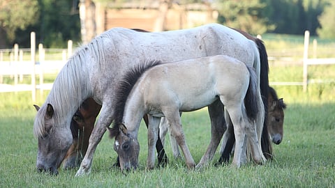 Kuuran Helmiina ja emä Taikabarbi. Isä on Silvolan Hemminki. 