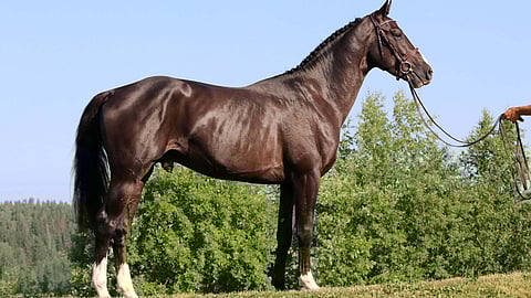 Temptation van het Schaeck