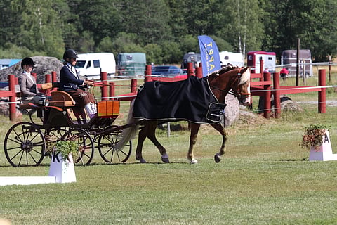 Rokki Pippuri on ryhdikäs ja korea.