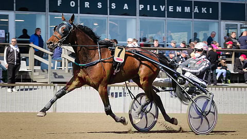Mr Big Money hakee neljättä peräkkäistä voittoa Forssasta perjantaina. Ruuna starttaa myös sunnuntaina.