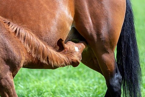 Eläimen hyvinvointia ja onnellisuutta korostetaan tänä päivänä entistä enemmän.