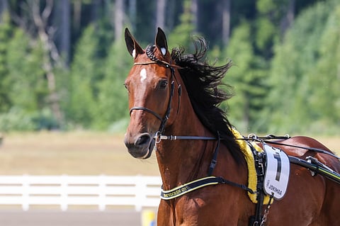Radetzky starttaa Suur-Hollolan välierään huippupaikalta.
